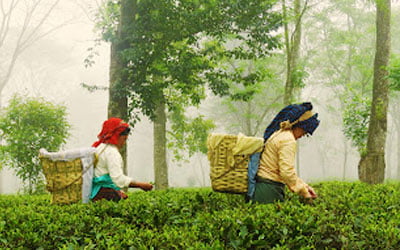 Happy Valley Tea Estate